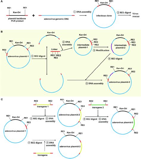 Strategies For Adenovirus Vector Construction And Modification A