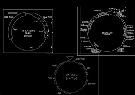 Vectors used in the study. a. pGEM-T easy vector; b. pET28a vector; c ...