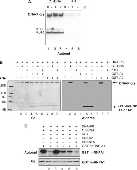 Hnrnp A1 Is Phosphorylated By Dna Pk In Vitro In A Dna And