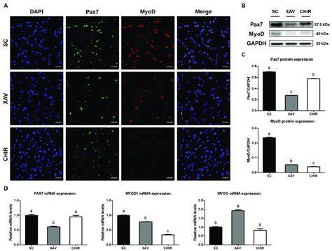 Expression Of Transcription Factors Pax7 And Myod In Pmscs By Addition