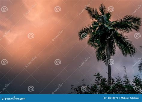 Coconut Palm Tree at Sunset Stock Image - Image of background, island: 148214673