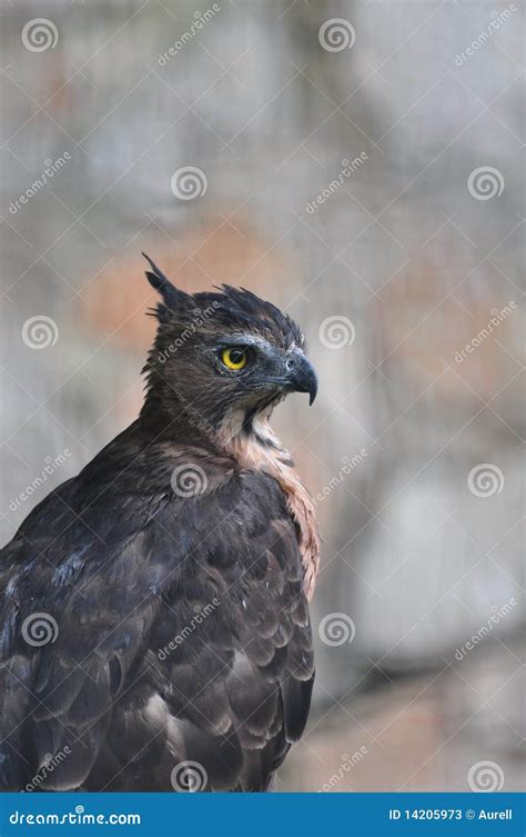 indian black eagle stock image image  chocolate black