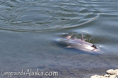 Homer Fishing Lagoon - Alaska Campgrounds