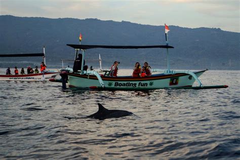 Aggregate More Than Dolphin Watching Tour Bali Latest In Iedunet