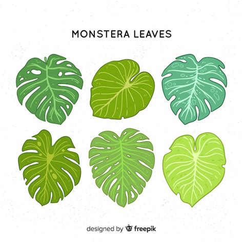 Colecci N Hojas De Monstera Dibujadas A Mano Vector Gratis