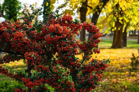 Premium Photo | Bright firethorn berries