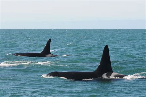 Transient Biggs Orcas The Whale Trail