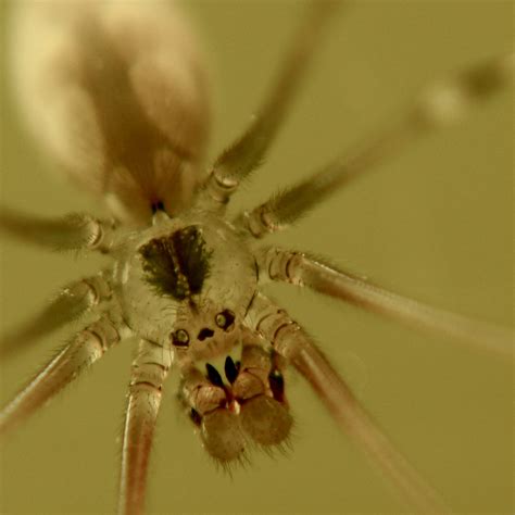 Clear Translucent Cellar Spider Pholcidae Skull Spider Flickr