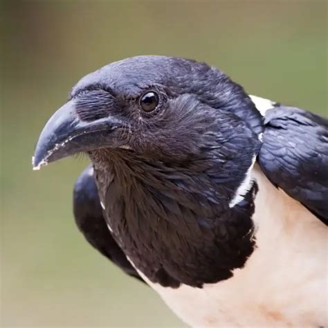 Pied Crow - Facts, Diet, Habitat & Pictures on Animalia.bio