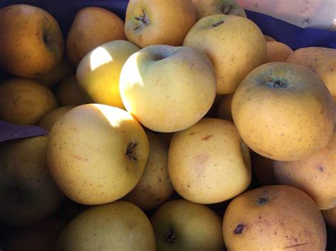 Pomme Chanteclerc Le Potager Coudoux