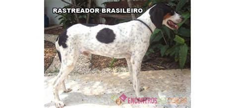 Cachorro Rastreador Brasileiro Urrador Americano Encontros Pet