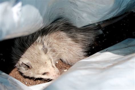 Possum In A Bag 2 Free Stock Photo Public Domain Pictures