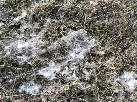 Dakota Gardener Snow Mold Is Affecting Lawns This Spring — Extension And Ag Research News