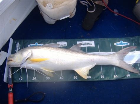 nice thready fishing fishwreckedcom fishing wa fishing