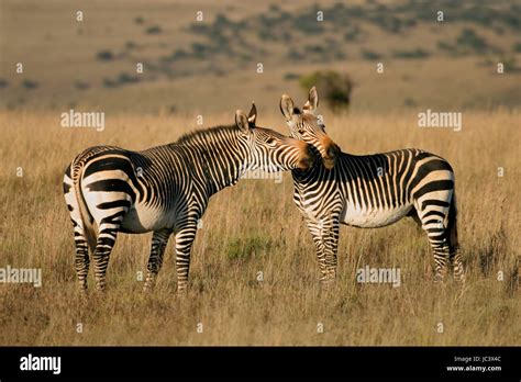 Endangered Cape Mountain Zebras Equus Zebra Mountain Zebra National