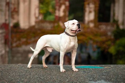 5 American Bully Mixes: Rare Breeds You’ve Got To Love