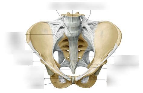 Pelvis Osteology And Ligaments Diagram Quizlet