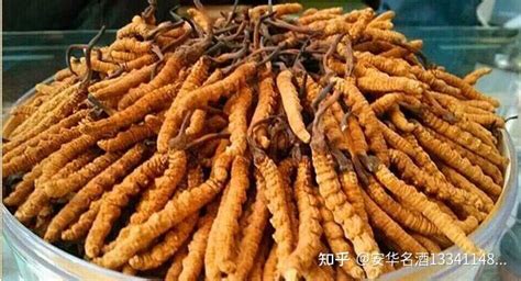 神象牌冬虫夏草回收价格值多少钱每克每根每区报价 知乎