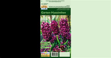 Hyazinthe Woodstock Hyacinthus Orientalis Woodstock