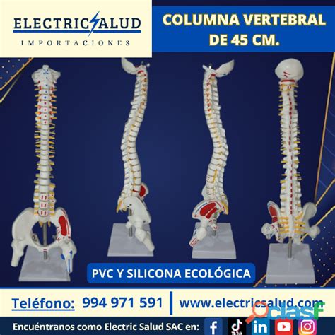 Maqueta Columna Vertebral En Lima Callao Clasf Formacion Y Libros