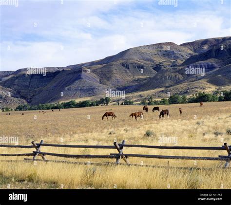 Mares And Foals Grazing On Wind River Indian Reservation Wyoming Stock