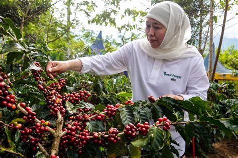 Khofifah Optimis Platform Socio Forest Tingkatkan Produktivitas Kopi