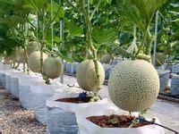 Idee N Over Groenten En Fruit Moestuin Groentetuin Groenten Tuin