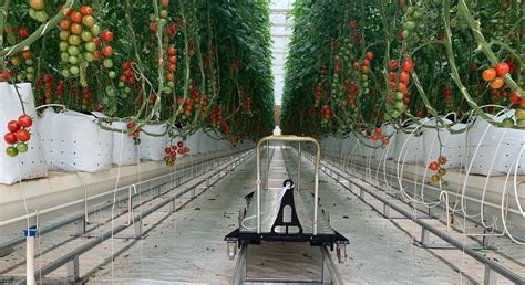 Harvest Tomato Picking Up Trolley Harvest Trolleyqingdao Elite Cart Co