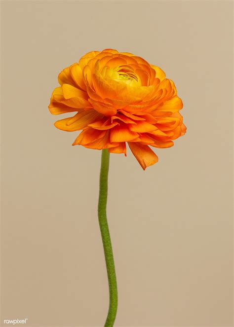 flower ranunculus 11