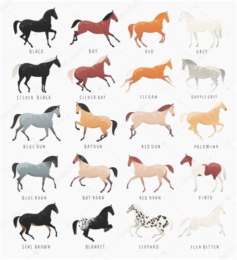 Horse Coat Patterns