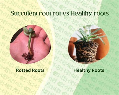 What Is Succulent Root Rot And How Do You Fix It Succulent City