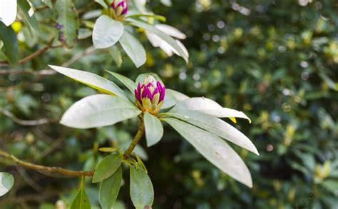 Fundo Apenas Abrindo Nova Flor Do Rododendro No Parque Na Holanda Em