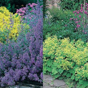 Vivaces Pour Jardin Expos Au Nord Promesse De Fleurs