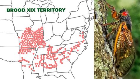 Cicada Brood Map 2024: Will North Carolina see Brood XIX and Brood XIII ...