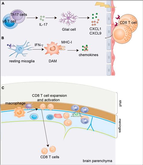 Frontiers Cd8 T Cells In Brain Injury And Neurodegeneration