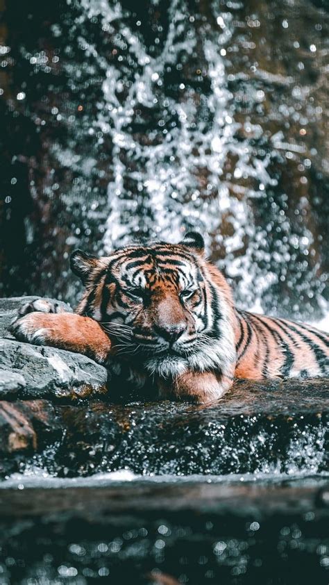 Water Current Zoo Tiger Animal Wild Animals Beautiful Wild