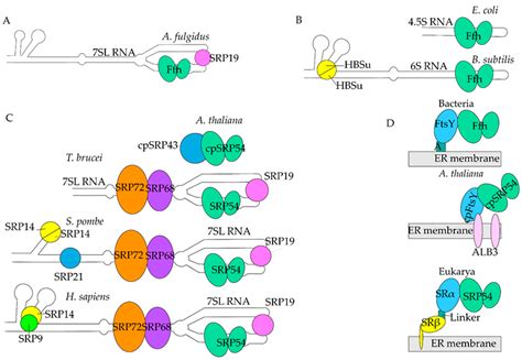 Ijms Free Full Text Srpassing Co Translational Targeting The Role