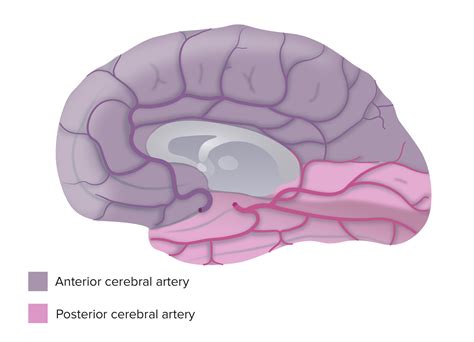 Sistema Cerebrovascular Anatomía Concise Medical Knowledge