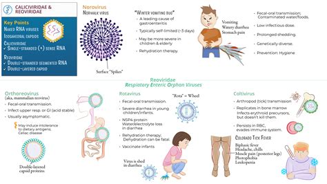 Immunology Microbiology Caliciviridae Norovirus Reoviridae