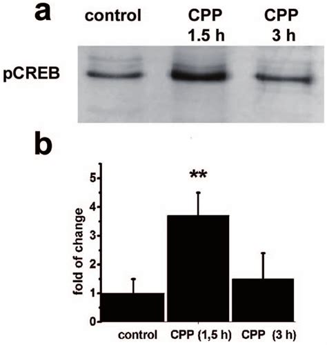 Levels Of Pcreb Protein In The Zebrafish Brain Following Nicotine Cpp