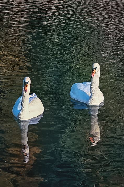 Cygnus Olor Cygne Tubercul Knobbelzwaan Mute Swan Flickr