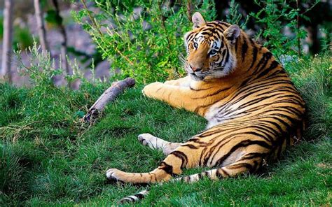 Bengal Tiger - Tiger Facts and Information