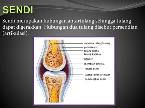 sendipptx
