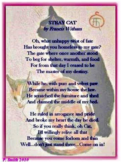 Stray Cat A Tribute To The Forgotten Felines