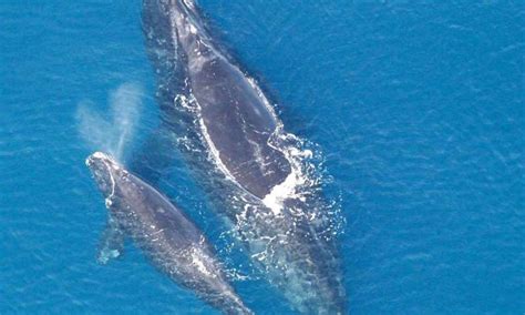 A Whales Blowhole Spray Can Say A Lot About It Plants And Animals