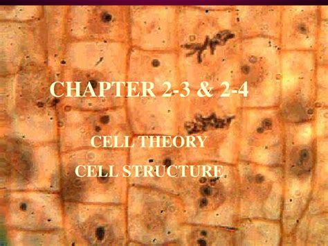 Chapter 2 3 And 2 4 Cell Theory Cell Structure Ppt Download