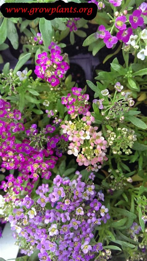 Sweet Alyssum How To Grow And Care