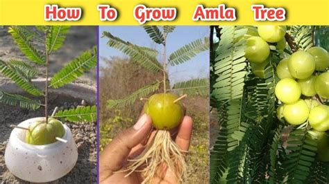 How To Grow Amla Tree From Seeds Lgrowing