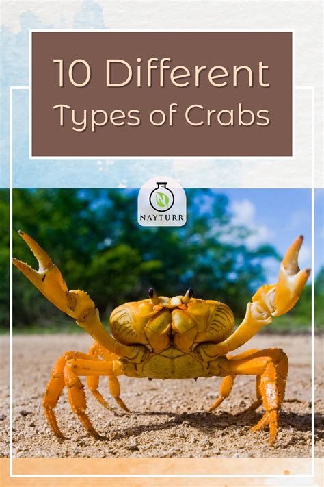 Different Types Of Crabs Nayturr