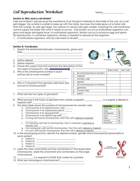 Cell Reproduction Skills Worksheet